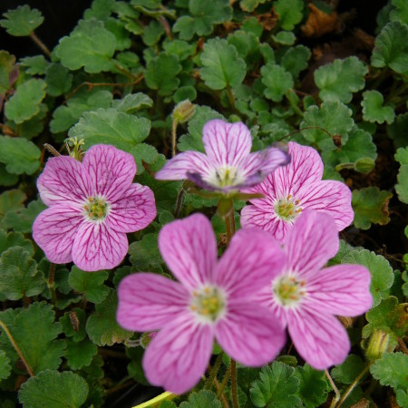 Erodium variabile ‘Bishop’s Form’ (grote pot) - reigersbek