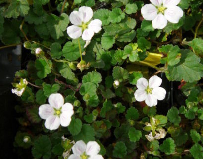 Erodium reichardii ‘Album’ - reigersbek