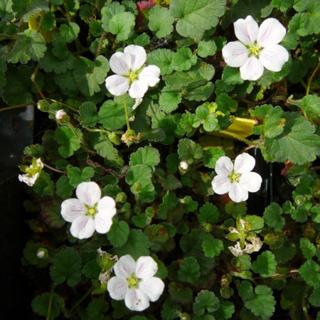 Erodium reichardii ‘Album’ - reigersbek