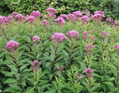 Eupatorium maculatum ‘Purpureum’ - leverkruid / koninginnenkruid