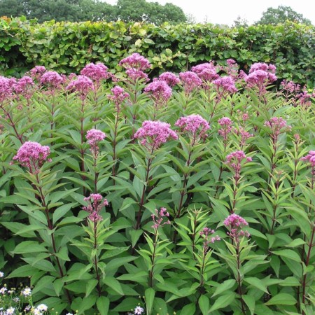 Eupatorium maculatum ‘Purpureum’ - leverkruid / koninginnenkruid