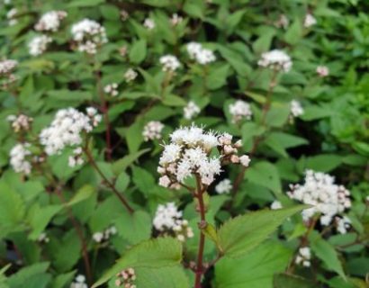 Eupatorium rugosum ‘Chocolate’ - leverkruid / koninginnenkruid