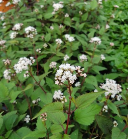 Eupatorium rugosum ‘Chocolate’ - leverkruid / koninginnenkruid