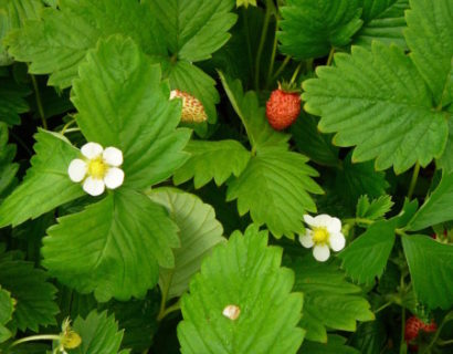 Fragaria vesca - bosaardbei