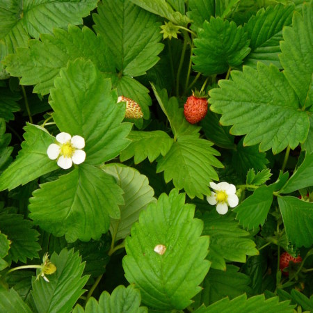 Fragaria vesca - bosaardbei