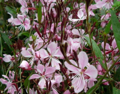 Gaura lindheimeri ‘Siskiou Pink’ - prachtkaars