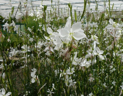 Gaura lindheimeri ‘Snowbird’ (grote pot) - Prachtkaars