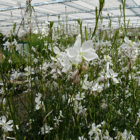 Gaura lindheimeri ‘Snowbird’ (grote pot) - Prachtkaars