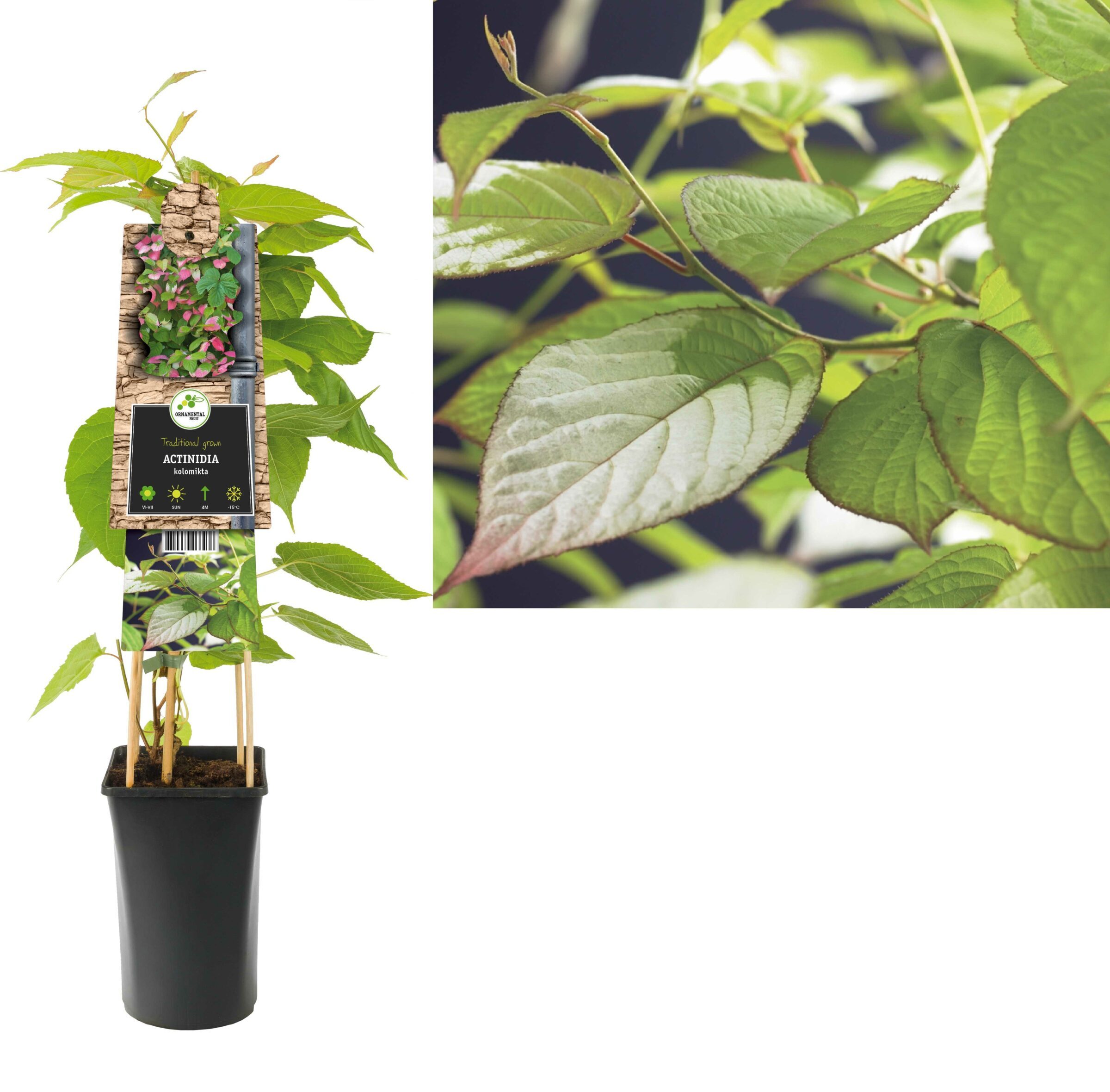Actinidia kolomikta - sierkiwi