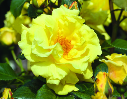 Rosa ‘Lichtkönigin Lucia’ klim - klimroos