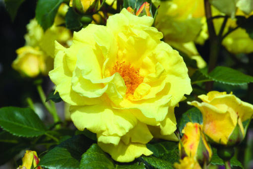 Rosa ‘Lichtkönigin Lucia’ klim - klimroos