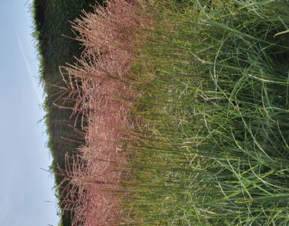 Miscanthus sinensis ‘Ferner Osten’ - prachtriet