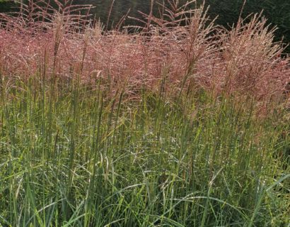 Miscanthus sinensis ‘Ferner Osten’ - prachtriet