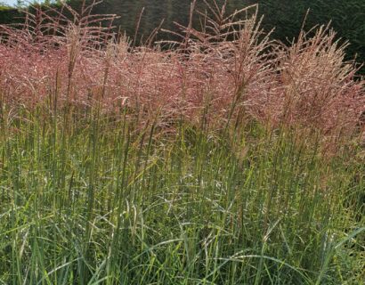 Miscanthus sinensis ‘Ferner Osten’ - prachtriet