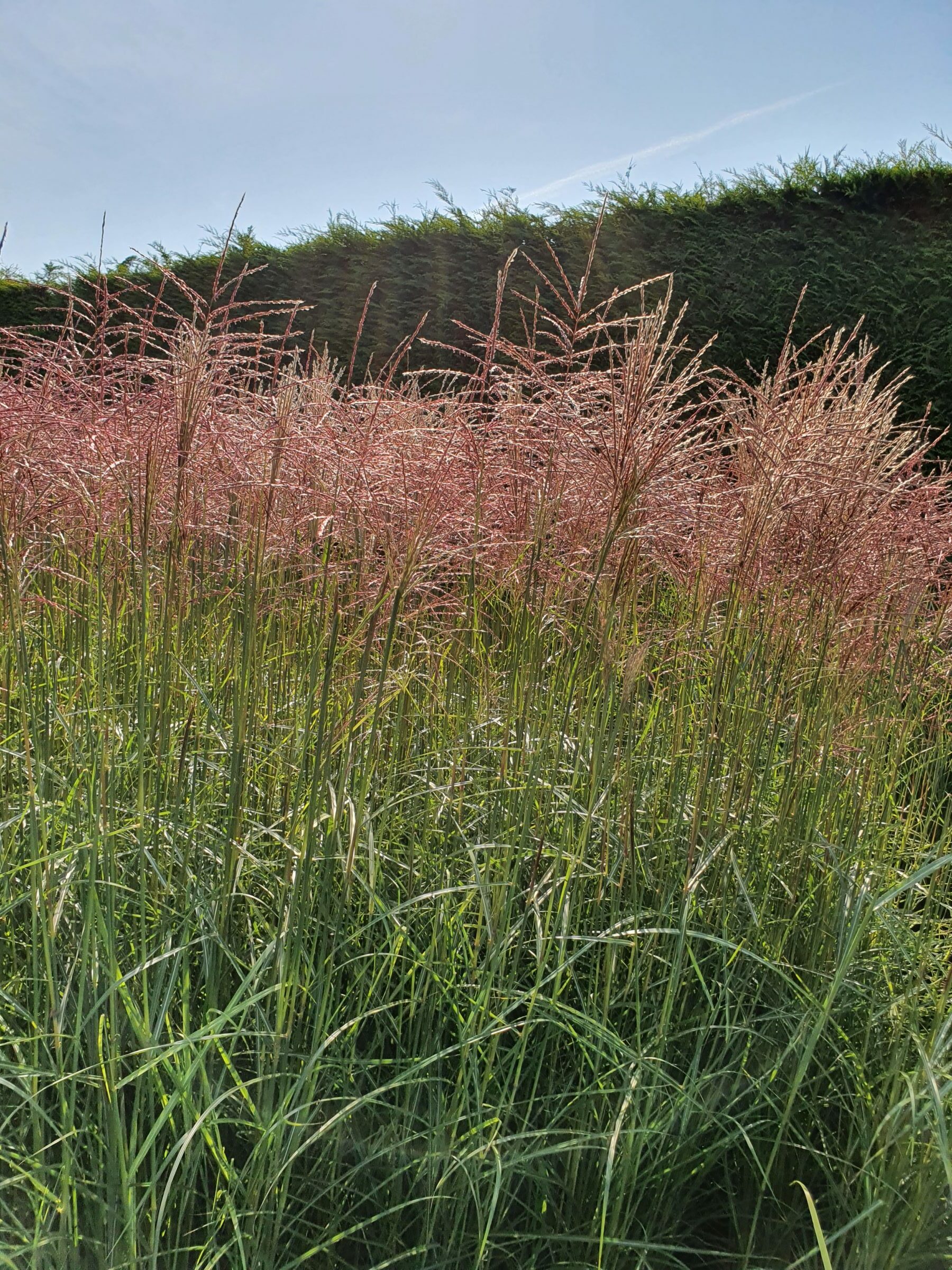 Miscanthus sinensis ‘Ferner Osten’ - prachtriet