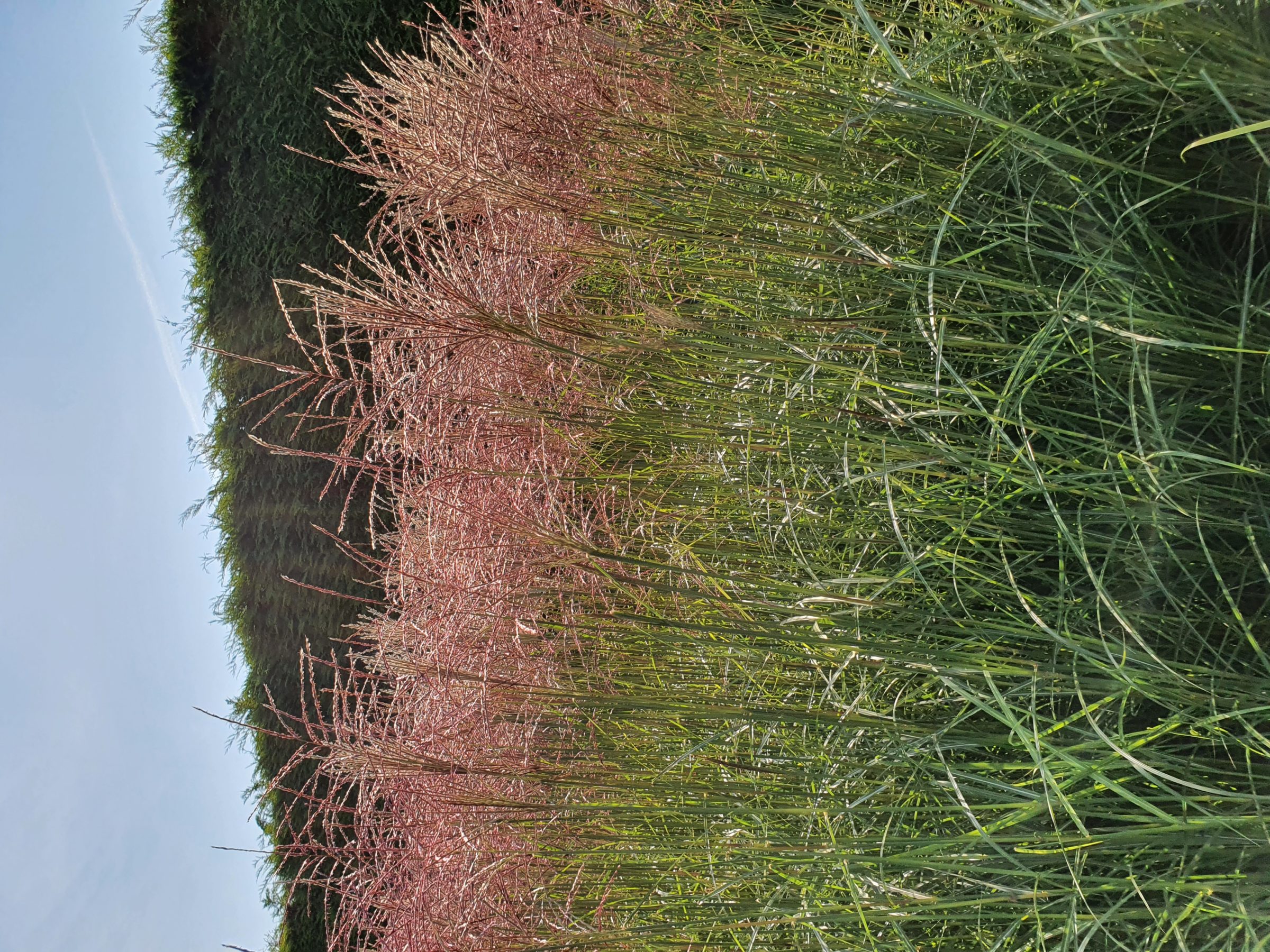 Miscanthus sinensis ‘Ferner Osten’ - prachtriet