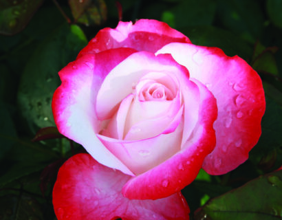 Rosa ‘Nostalgie’ stam - stamroos