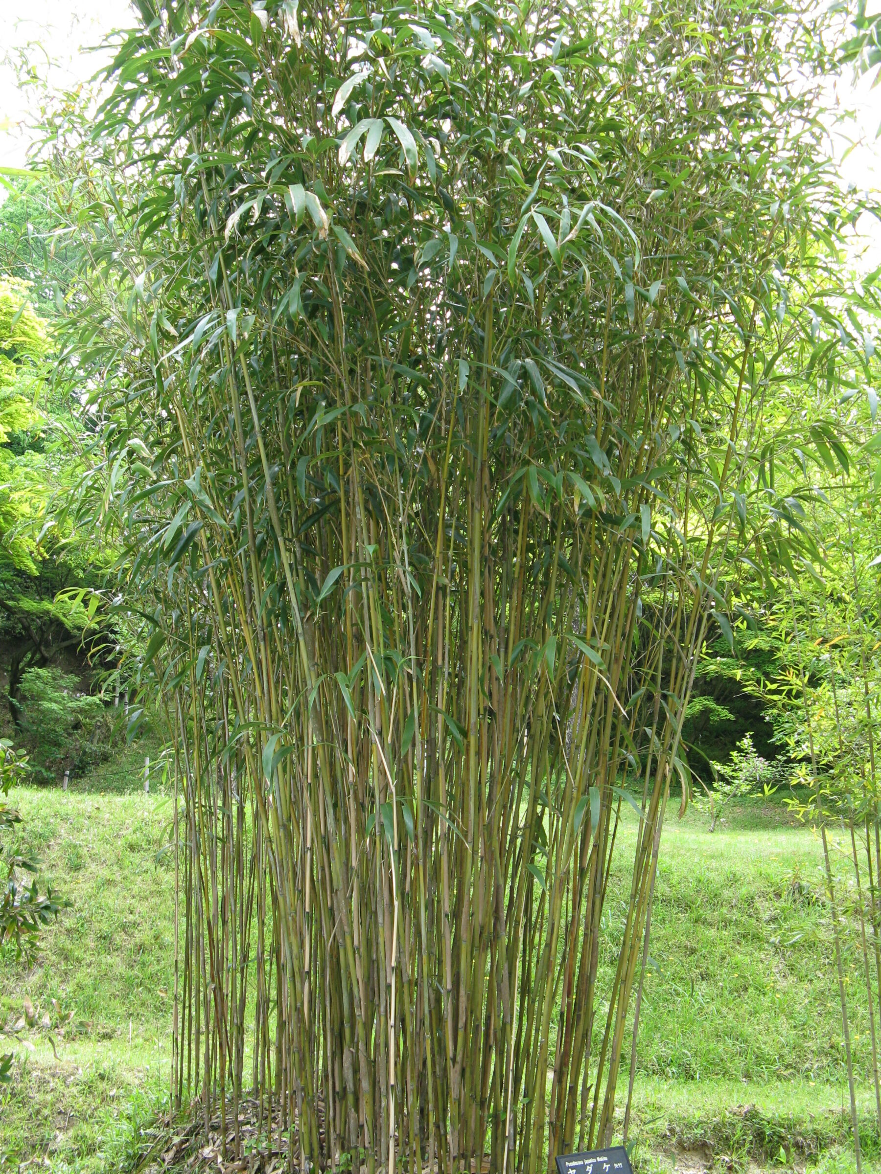 Pseudosasa japonica - breedbladige bamboe
