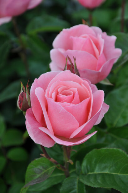 Rosa ‘Queen Elisabeth’ - tros-heesterroos