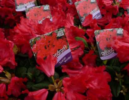 Rhododendron ‘Scarlet Wonder’