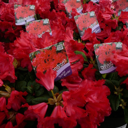 Rhododendron ‘Scarlet Wonder’ - dwergrhododendron