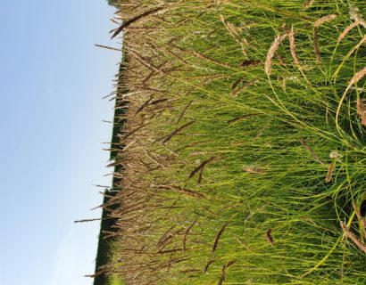 Sesleria autumnalis - Blauwgras