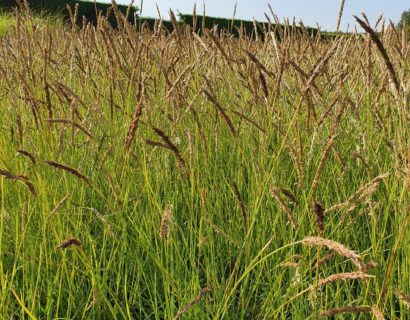 Sesleria autumnalis - Blauwgras
