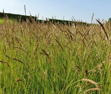 Sesleria autumnalis - Blauwgras
