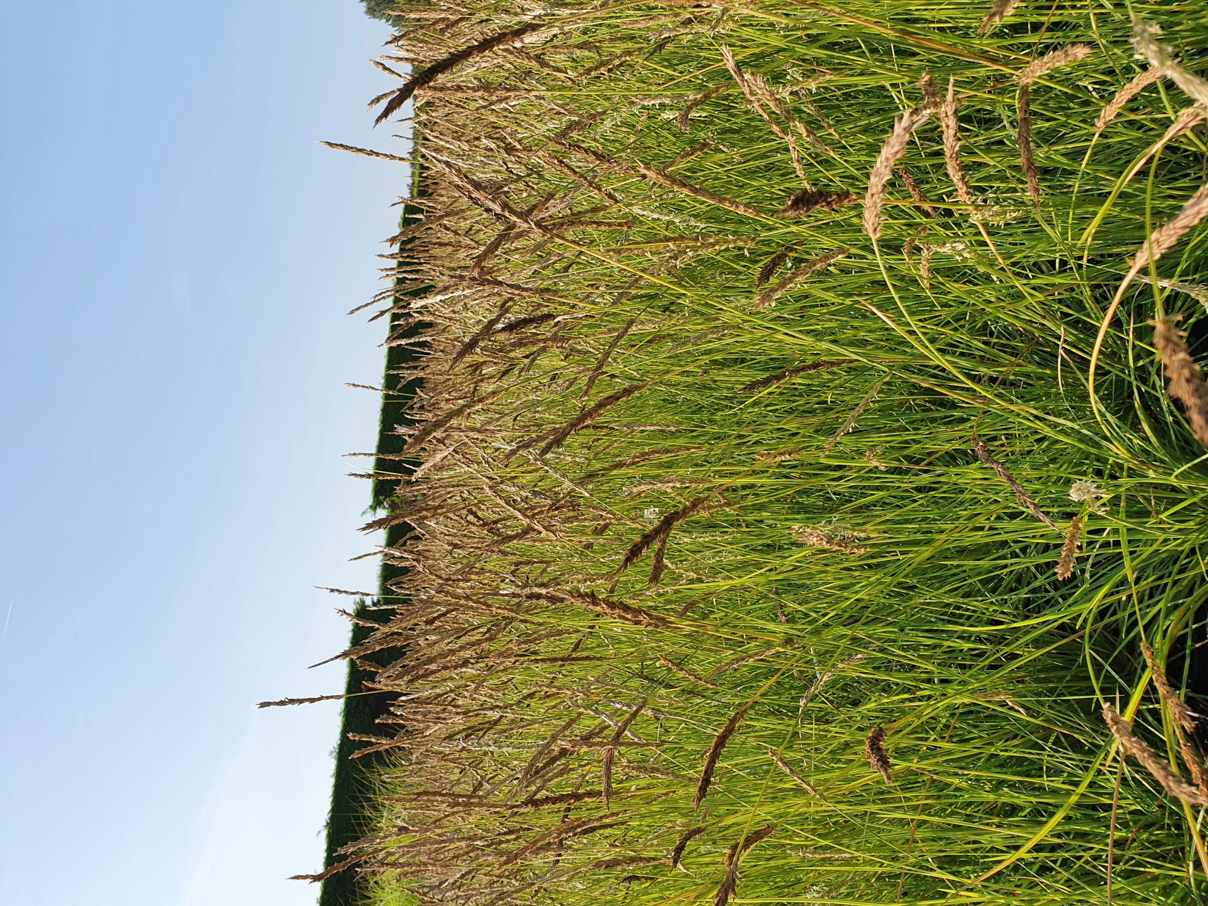 Sesleria autumnalis - Blauwgras