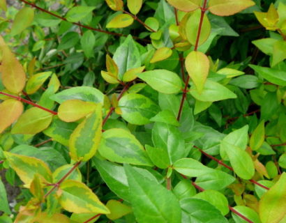 Abelia grandiflora ‘Kaleidoscope’ - Abelia