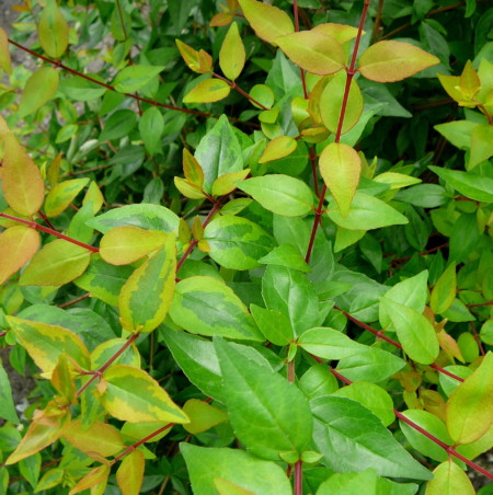 Abelia grandiflora ‘Kaleidoscope’ - Abelia