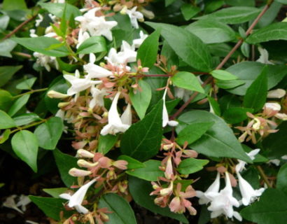 Abelia grandiflora