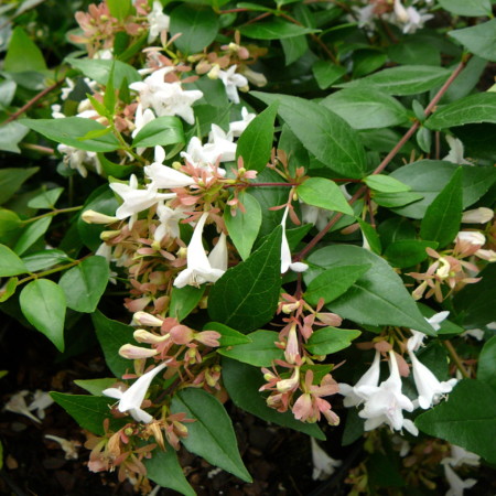 Abelia grandiflora - Abelia