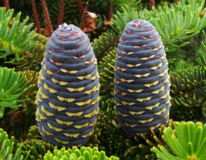 Abies koreana