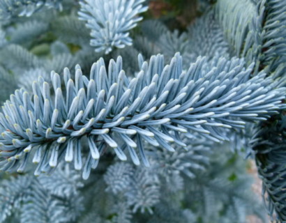 Abies procera ‘Glauca’ - Amerikaanse zilverspar