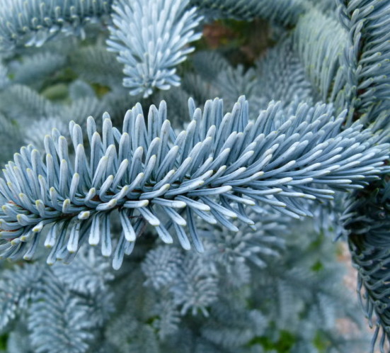 Abies procera ‘Glauca’ - Amerikaanse zilverspar