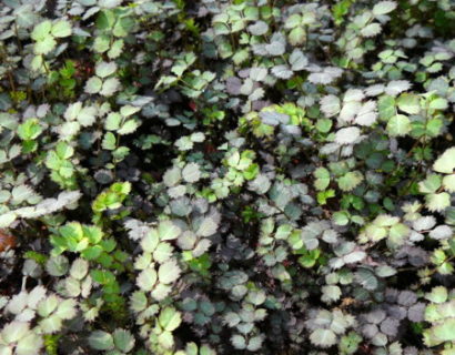 Acaena inermis ‘Purpurea’