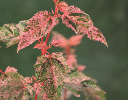 Acer conspicuum ‘Red Flamingo’ - Japanse esdoorn, streepjesbastesdoorn