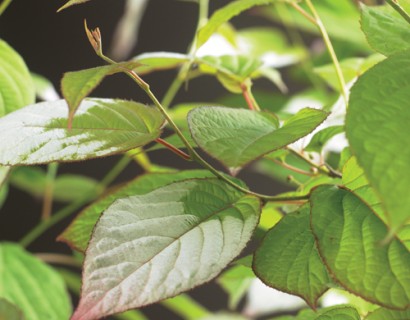 Actinidia kolomikta - sierkiwi