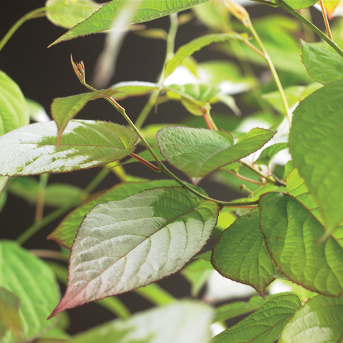 Actinidia kolomikta - sierkiwi