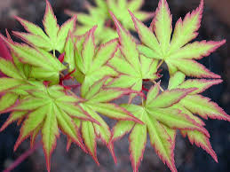 Acer palmatum