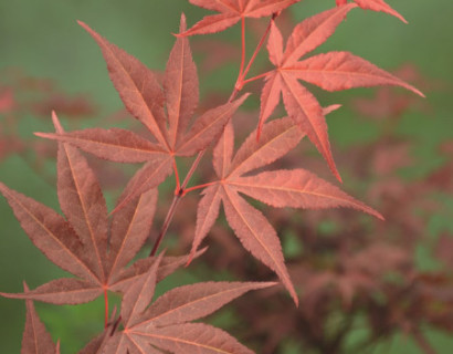 Acer palmatum ‘Atropurpureum’