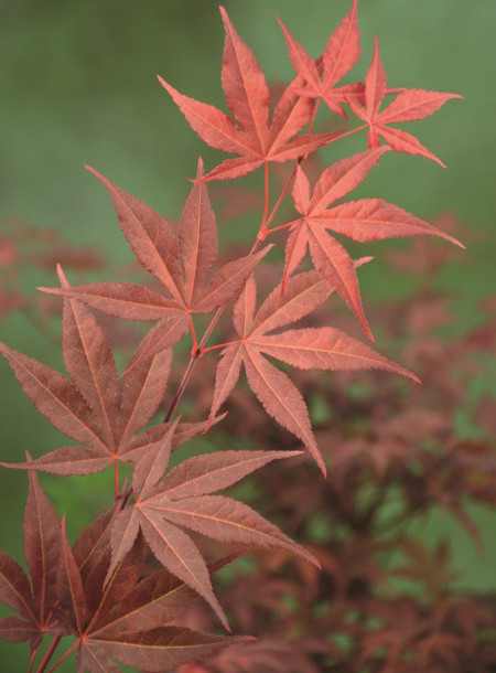 Acer palmatum ‘Atropurpureum’ - Japanse esdoorn