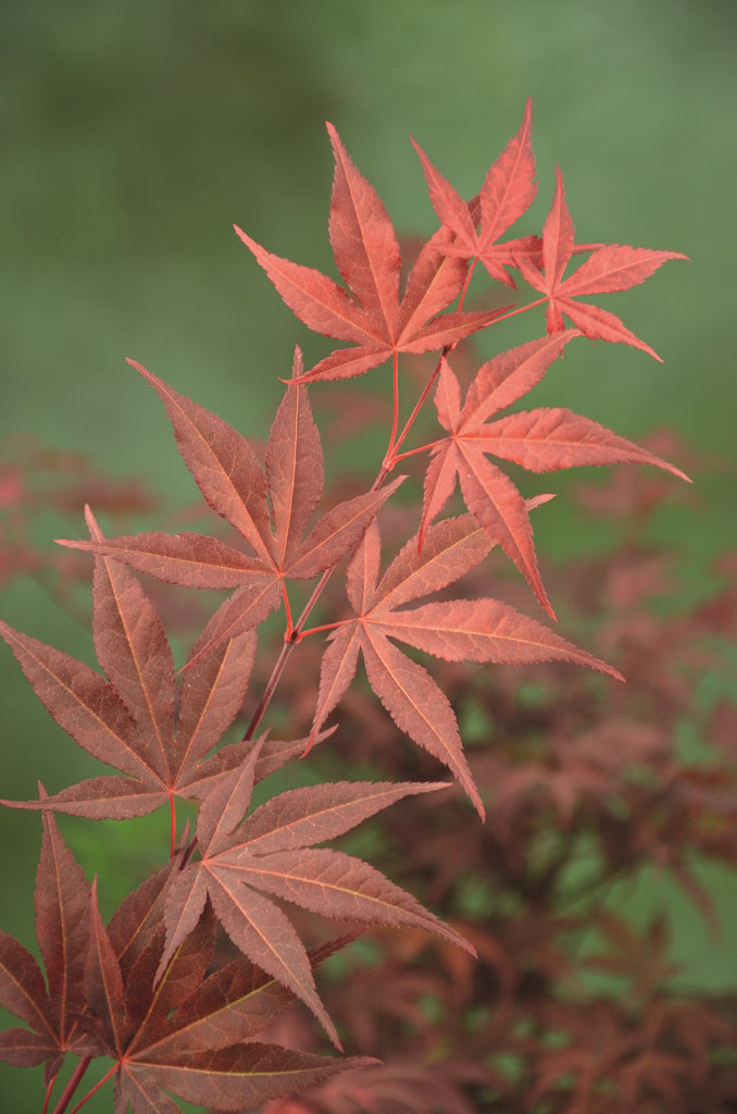 Acer palmatum 'Atropurpureum'