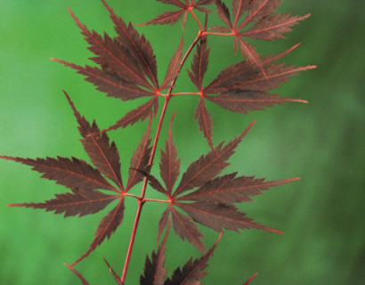 Acer palmatum ‘Black Lace’ - Japanse esdoorn