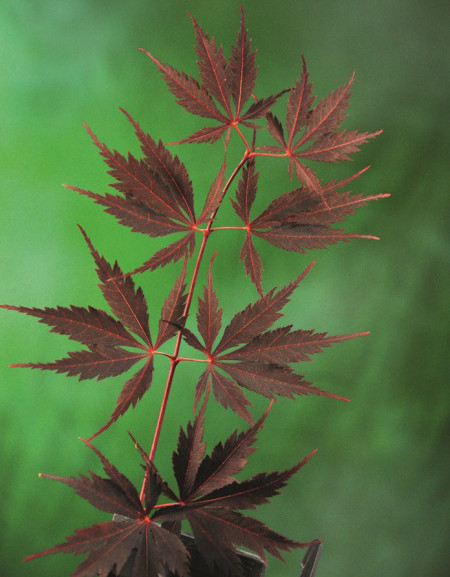 Acer palmatum ‘Black Lace’ - Japanse esdoorn