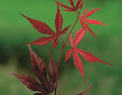 Acer palmatum ‘Bloodgood’