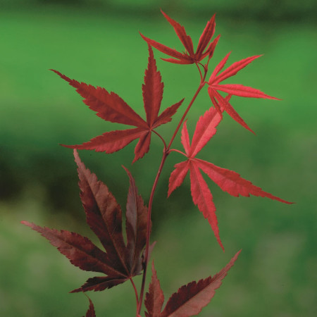 Acer palmatum ‘Bloodgood’ - Japanse esdoorn