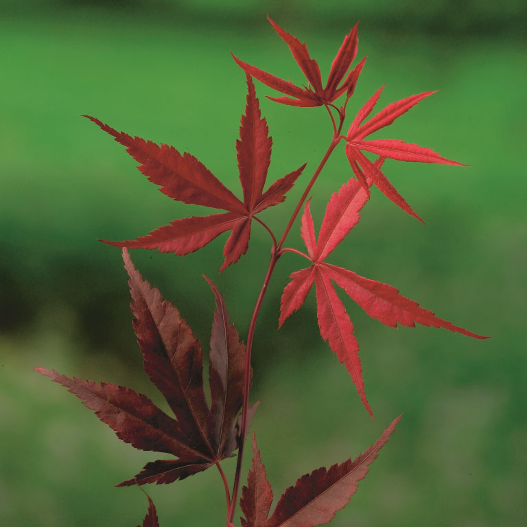 Acer palmatum 'Bloodgood' sierlijke esdoorn