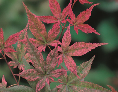 Acer palmatum ‘Beni-maiko’ - Japanse esdoorn